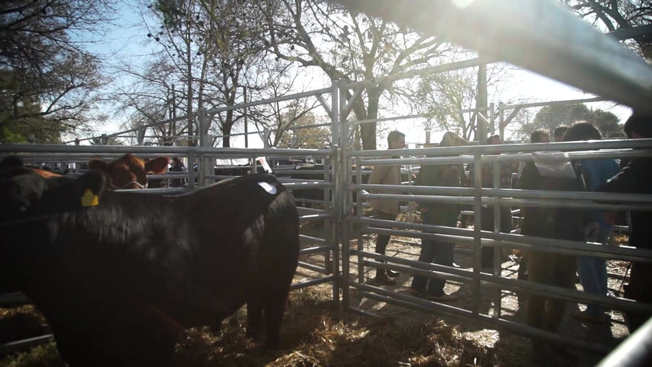 Angus del modelo - Vientres supremos